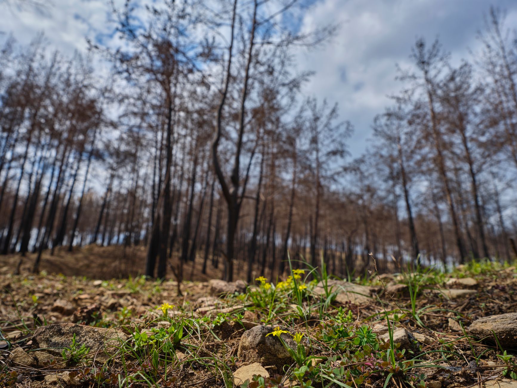 El incendio de Palas del Rey se estabiliza tras quemar 20 hectáreas en Lugo