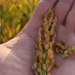 La Generalitat Valenciana exige a España activar cláusulas de salvaguarda para el arroz