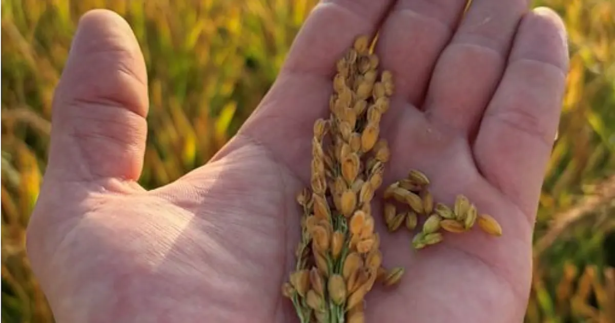 La Generalitat Valenciana exige a España activar cláusulas de salvaguarda para el arroz