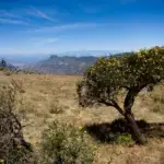 Naufragio en la Ruta Canaria: 3 muertos y 1 crítico